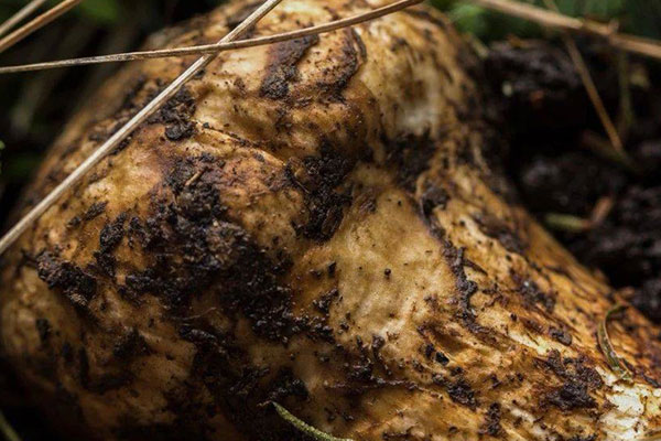 松茸天婦羅的做法竅門 松茸天婦羅的做法竅門