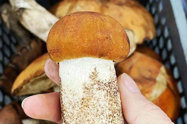 干椒黃牛肝菌的營養(yǎng)價值 干椒黃牛肝菌的營養(yǎng)價值