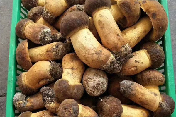 干椒黃牛肝菌的食用禁忌 干椒黃牛肝菌的食用禁忌