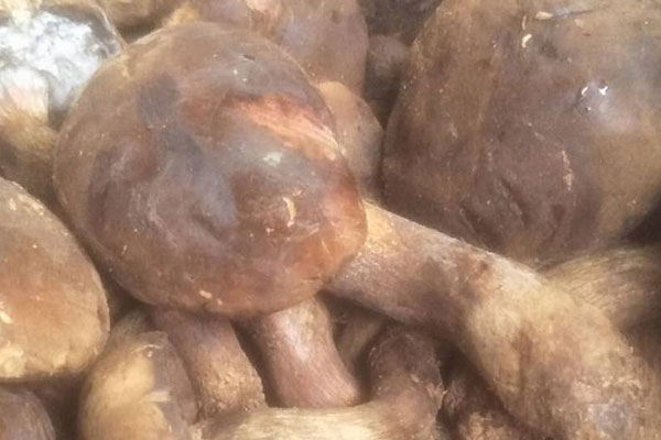 冰封鹵牛肝菌的功效作用 冰封鹵牛肝菌的功效作用