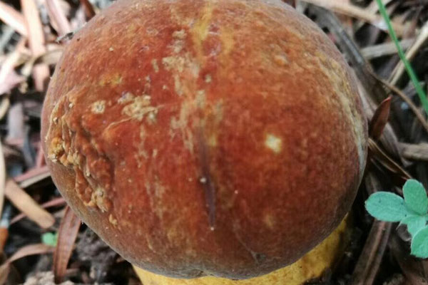 冰封鹵牛肝菌的食用禁忌 冰封鹵牛肝菌的食用禁忌