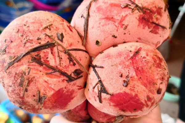 鮮牛肝菌燜清遠(yuǎn)雞的功效作用 鮮牛肝菌燜清遠(yuǎn)雞的功效作用