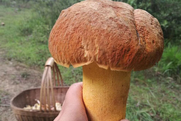 鮮牛肝菌燜清遠(yuǎn)雞的食用禁忌 鮮牛肝菌燜清遠(yuǎn)雞的食用禁忌