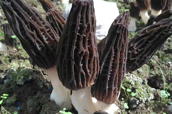 羊肚菌可以人工種植嗎 羊肚菌可以人工種植嗎