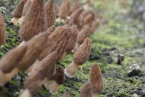 大棚栽培羊肚菌的方法 大棚栽培羊肚菌的方法