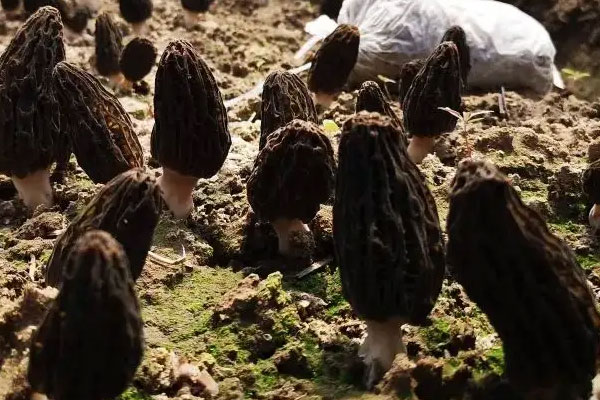 與小麥間作如何種植羊肚菌 與小麥間作如何種植羊肚菌