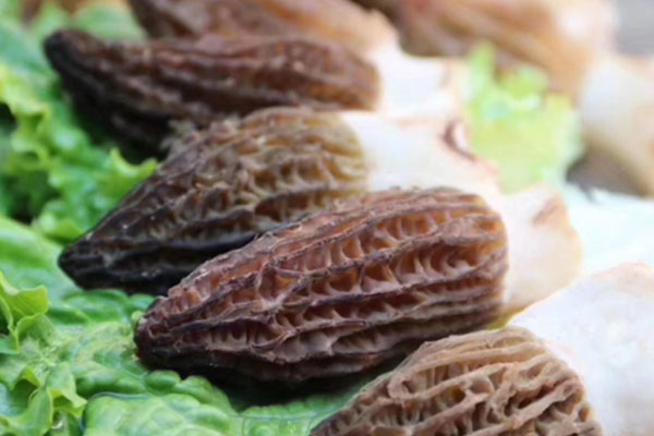 羊肚菌能重復(fù)在原地種植嗎，羊肚菌哪個品種好