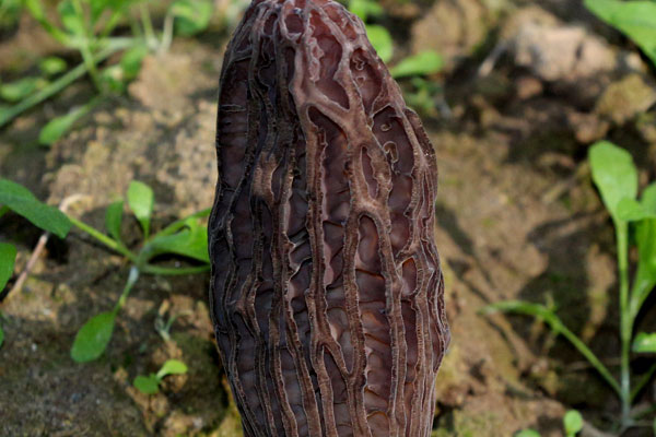 種植羊肚菌哪個品種好 種植羊肚菌哪個品種好