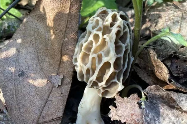 黃色羊肚菌類包括哪些品種 黃色羊肚菌類包括哪些品種