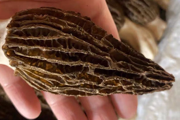 羊肚菌重茬的危害，羊肚菌的生長周期是多久