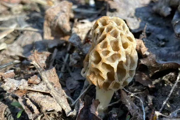 羊肚菌的生長周期有多久 羊肚菌的生長周期有多久