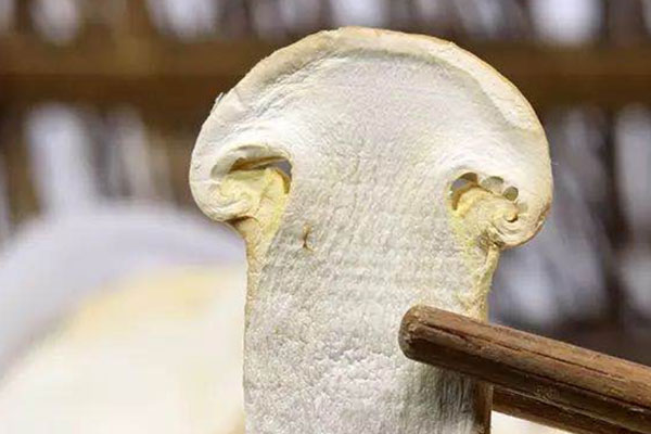 自己怎么做松茸泡酒 自己怎么做松茸泡酒