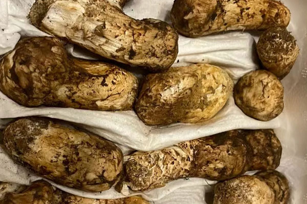 松茸外面的黑色東西能吃嗎，干松茸的根部需要去掉嗎