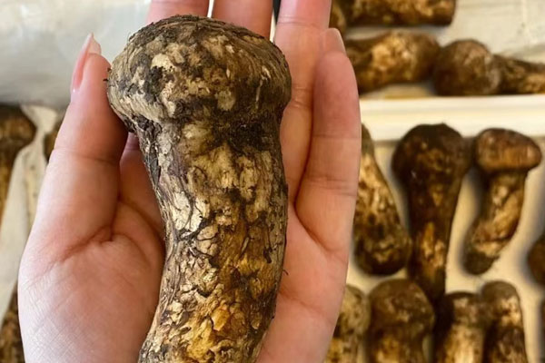 松茸桿上面的毛要洗嗎，松茸頂部的黑色需要去掉嗎