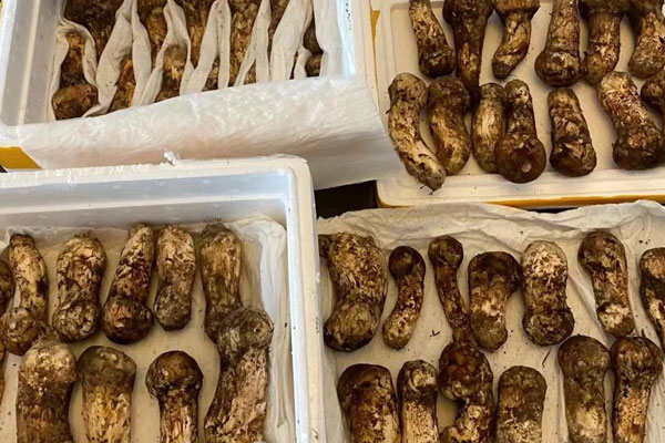 松茸外面的黑色要刮掉嗎，松茸背面是灰色的對嗎