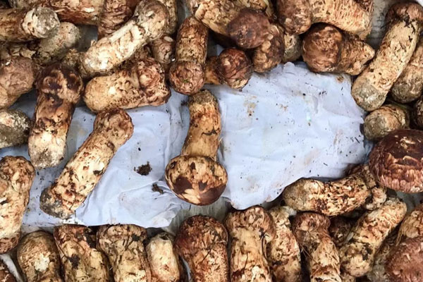 松茸醇在松茸表皮嗎，松茸和赤松茸哪個(gè)貴