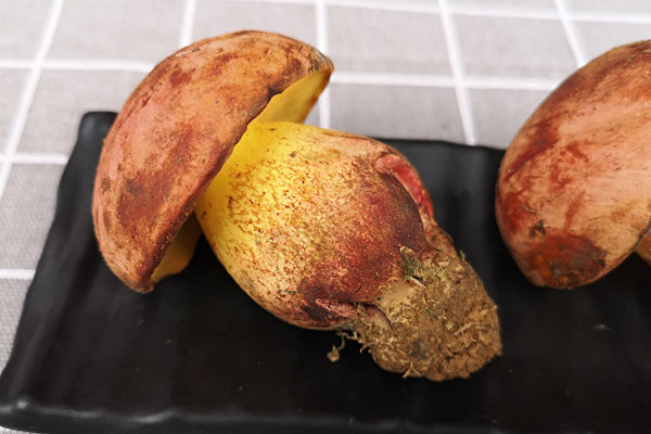 為什么吃牛肝菌會(huì)“見小人”