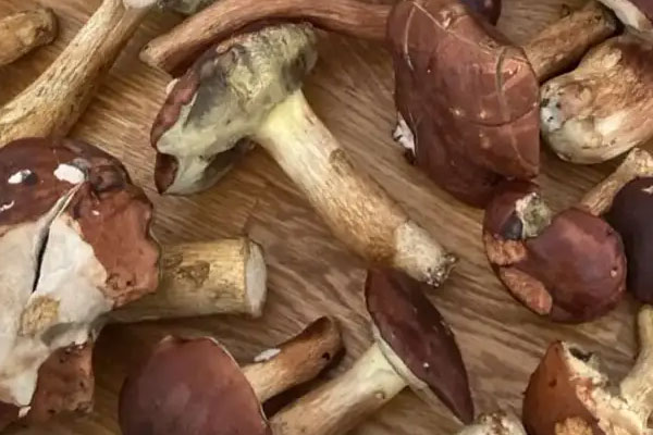 美味牛肝菌的產(chǎn)地