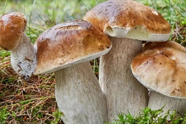 美味牛肝菌的做法，蒸牛肝菌蒸多少時間才能好