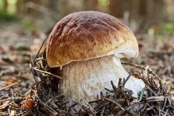 高海拔地區(qū)出產(chǎn)的牛肝菌更好嗎