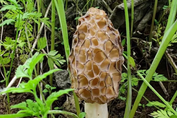 羊肚菌的生長環(huán)境要求，羊肚菌菌絲生長怕水嗎