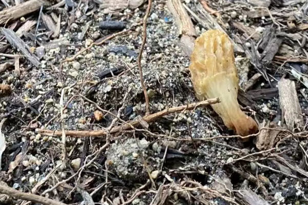 羊肚菌菌絲會(huì)怕水嗎 羊肚菌菌絲會(huì)怕水嗎