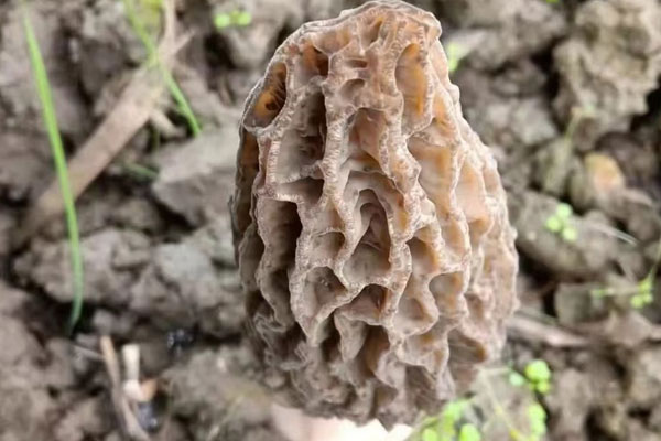 羊肚菌花菇臘腸燜飯的禁忌人群 羊肚菌花菇臘腸燜飯的禁忌人群