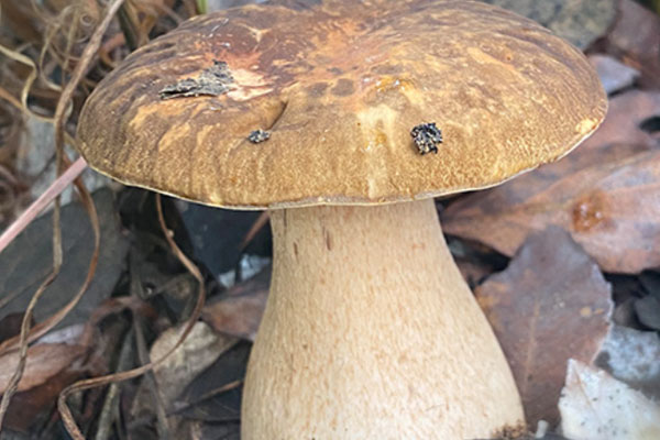 牛肝菌鮮肉粽的營(yíng)養(yǎng)價(jià)值 牛肝菌鮮肉粽的營(yíng)養(yǎng)價(jià)值