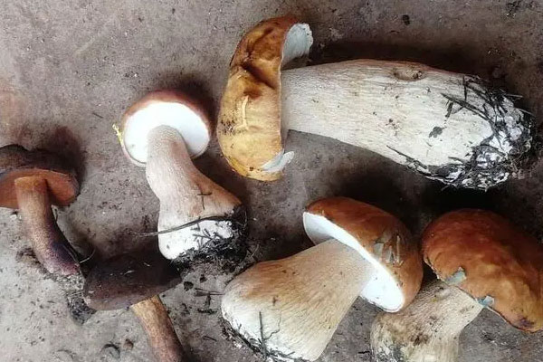 牛肝菌鮮肉粽的食用禁忌 牛肝菌鮮肉粽的食用禁忌