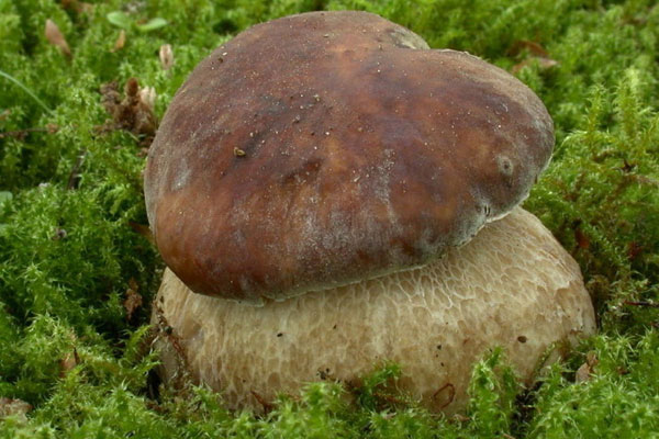 牛肝菌玉竹鴨湯的營養(yǎng)價值 牛肝菌玉竹鴨湯的營養(yǎng)價值