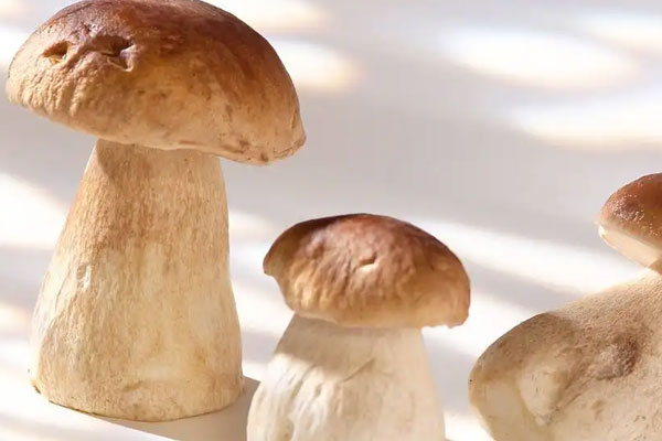 牛肝菌玉竹鴨湯的食用禁忌 牛肝菌玉竹鴨湯的食用禁忌