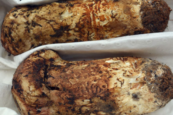 日本人喜歡吃松茸嗎 日本人喜歡吃松茸嗎