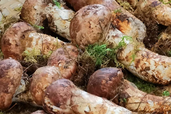 日本消費(fèi)的松茸都是本土出產(chǎn)的嗎 日本消費(fèi)的松茸都是本土出產(chǎn)的嗎