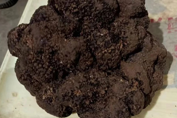 黑松露可以做火鍋嗎 黑松露可以做火鍋嗎