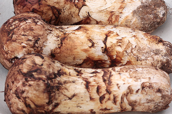 松茸在中國貴不貴 松茸在中國貴不貴