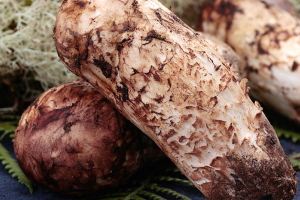 松茸可以降低抗癌藥物的毒副作用嗎 松茸可以降低抗癌藥物的毒副作用嗎