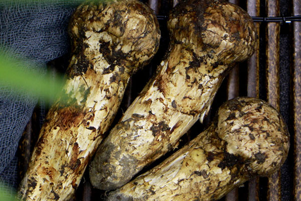 松茸在治療癌癥方面的運(yùn)用 松茸在治療癌癥方面的運(yùn)用