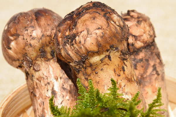 松茸抗癌是真的嗎，松茸天天吃可以抗癌嗎