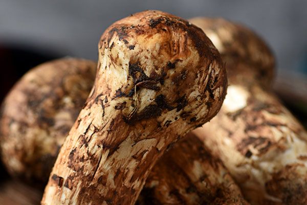 松茸對(duì)腫瘤的抑制率有多少 松茸對(duì)腫瘤的抑制率有多少