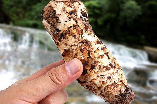 肺結(jié)節(jié)可以吃松茸嗎，癌癥病人吃松茸對身體有害嗎