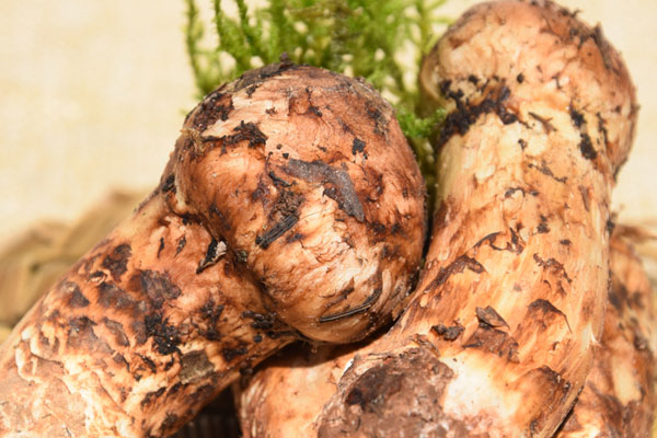 松茸的癌癥食療 松茸的癌癥食療