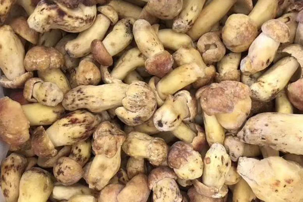 牛肝菌蔥花炒蛋的食用禁忌 牛肝菌蔥花炒蛋的食用禁忌