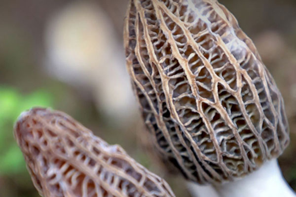 羊肚菌蒸肉餅的營(yíng)養(yǎng)價(jià)值 羊肚菌蒸肉餅的營(yíng)養(yǎng)價(jià)值