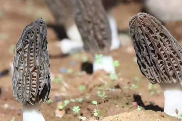 羊肚菌蒸肉餅的食用禁忌 羊肚菌蒸肉餅的食用禁忌