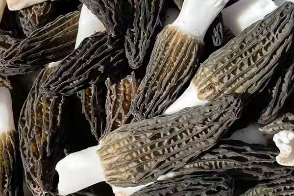 羊肚菌小蔥煎豆腐的功效作用 羊肚菌小蔥煎豆腐的功效作用