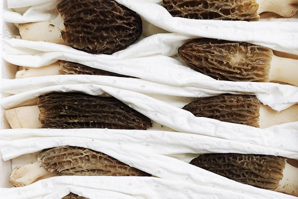 羊肚菌小蔥煎豆腐的禁忌人群 羊肚菌小蔥煎豆腐的禁忌人群