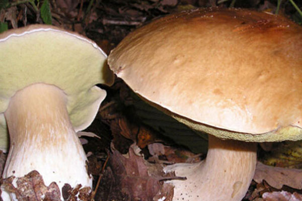 牛肝菌雪菜炒毛豆的功效作用 牛肝菌雪菜炒毛豆的功效作用