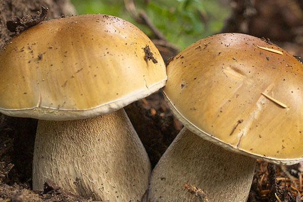 牛肝菌雪菜炒毛豆的禁忌人群 牛肝菌雪菜炒毛豆的禁忌人群