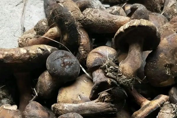 什么是暗褐網(wǎng)柄牛肝菌 什么是暗褐網(wǎng)柄牛肝菌