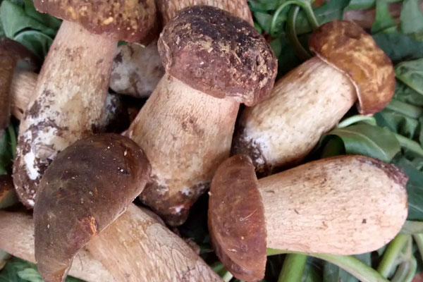 隔水蒸牛肝菌多久能熟，牛肝菌中間軟了能吃嗎